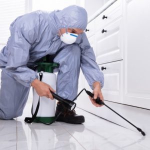 Pest Control Services: Offering Comprehensive Solutions for All Your Pest Management Needs