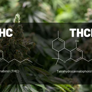 Is THCP Stronger Than THC? Debunking the Myth